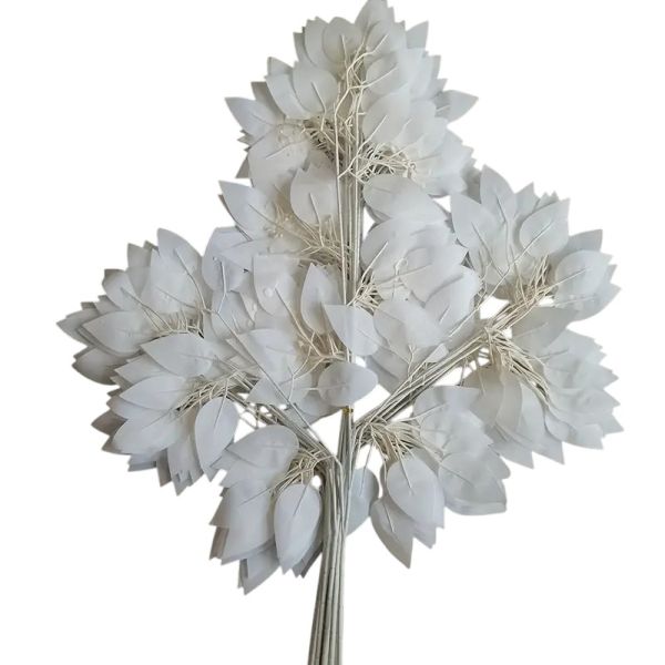 Фікус білий