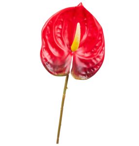 Антуріум латексний червоний