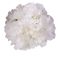 Голова гортензії гігант 24см біла