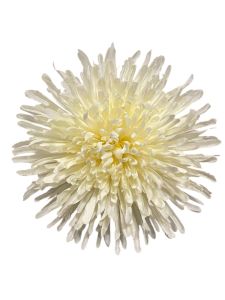 Хризонтема біла 20 см