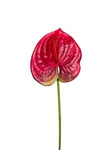 Антуріум латексний червоний.