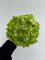 Голова гортензії зелена 22 см