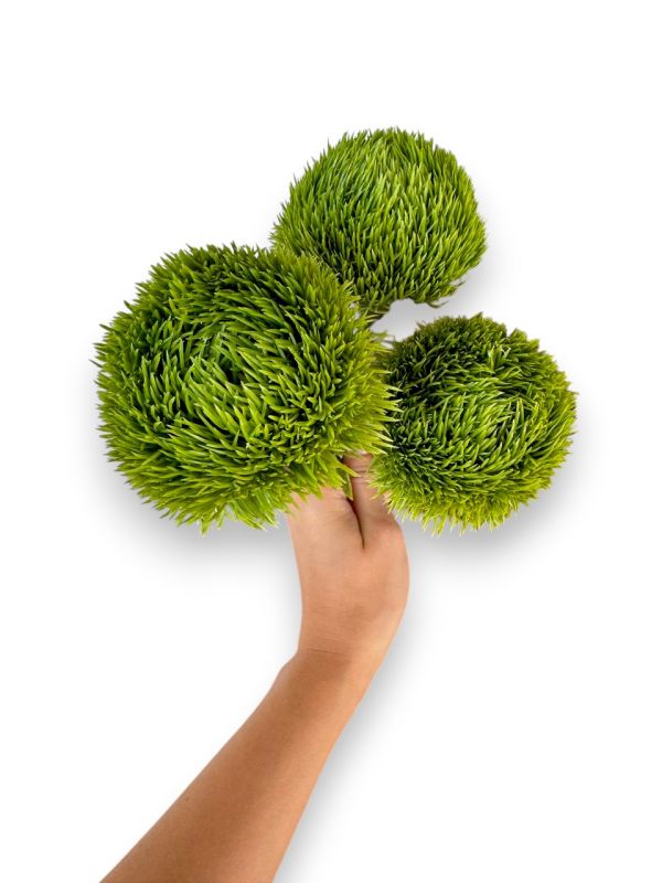 Діантус Зелений