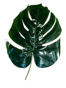 Тропічний лист Монстери