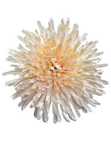Хризонтема пудрова 20 см