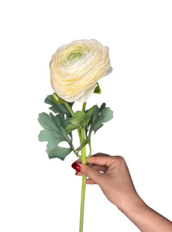 Ранункулюс білий