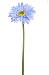 Гербера блакитна