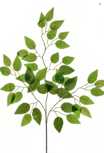 Гілка фікуса