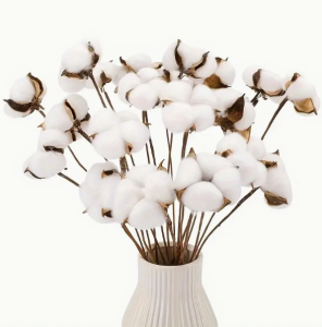 Бавовна біла