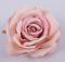 Троянда "пастель" 11 см