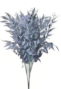 Рускус блакитний