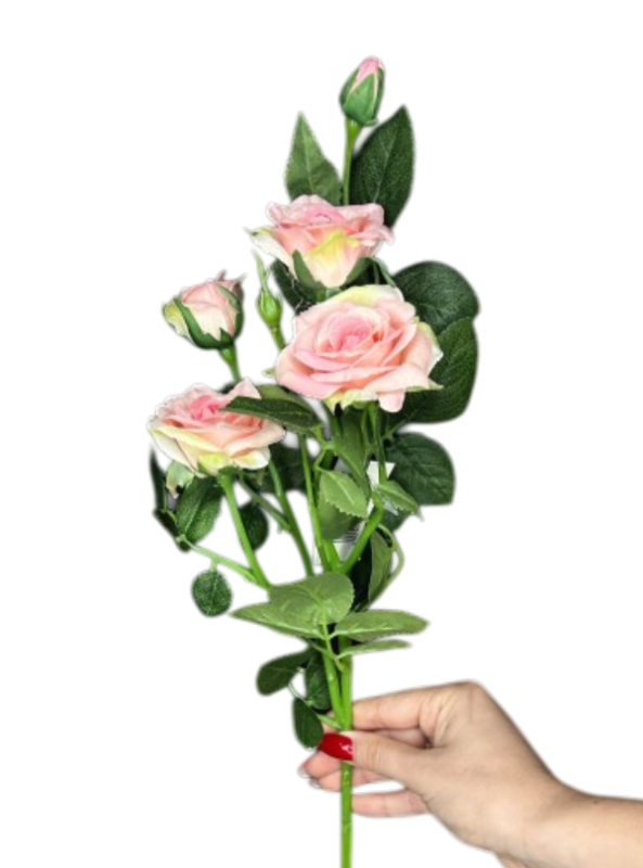 Кущова троянда ніжно-рожева