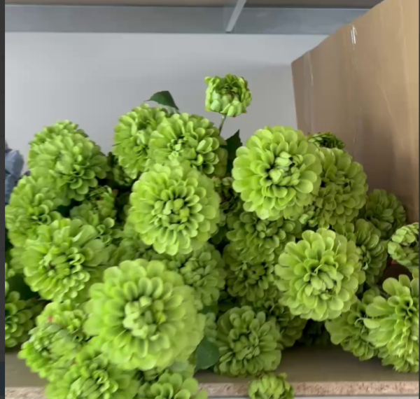 Жоржини на гілці зелені